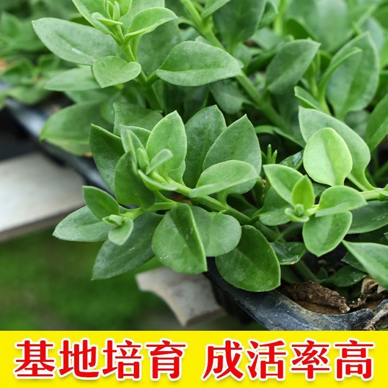 田七种苗四季植室内盆栽天