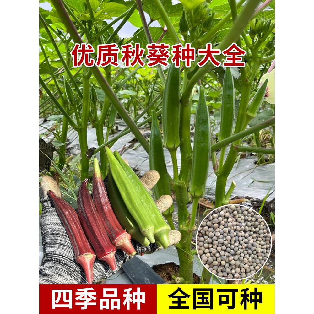 黄秋葵种子水果籽高产红阳