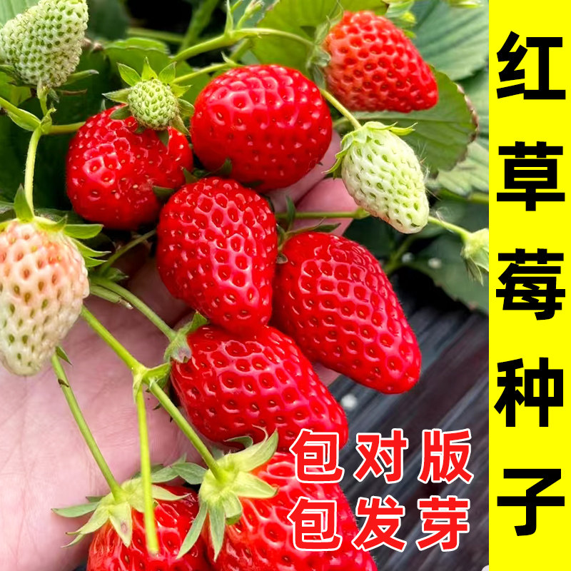 草莓种子苗盆栽水果奶油红