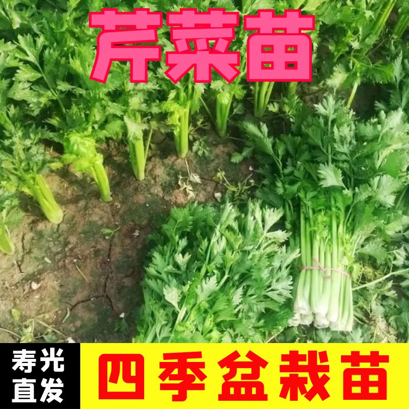 百利芹菜苗子种苗百利芹菜苗子香芹实心西芹四季盆栽种植蔬菜苗