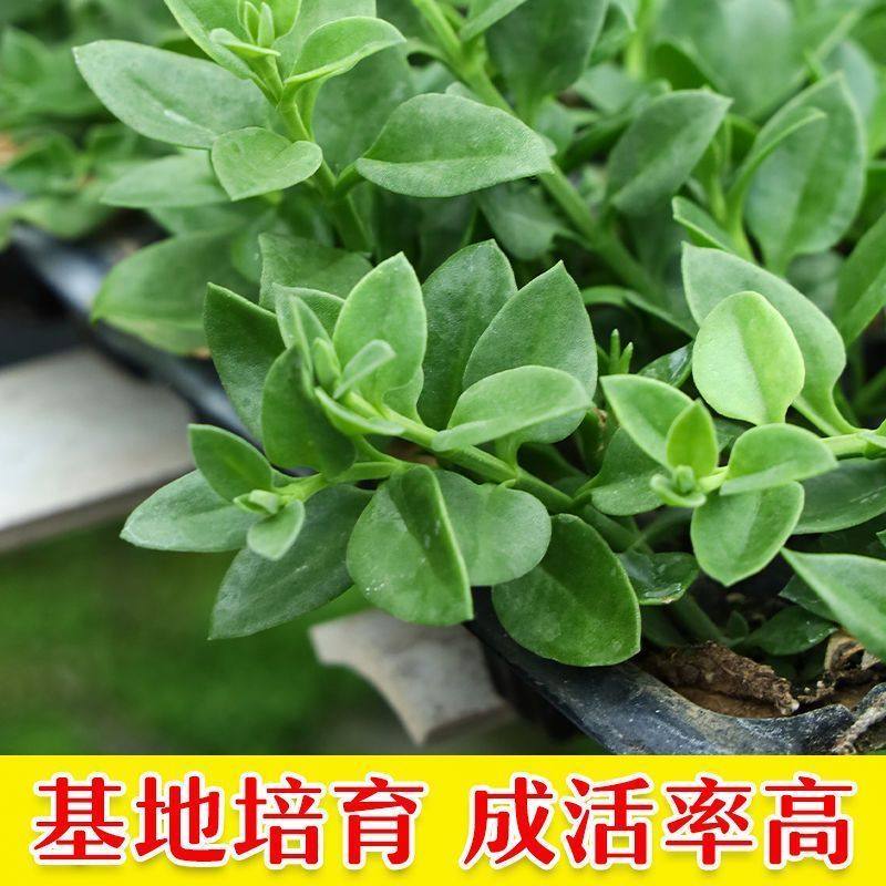 田七种苗四季植室内盆栽天