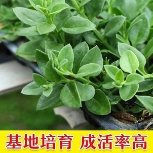 田七种苗四季种植室内盆栽天然营养可食用阳台栽种正宗田七蔬菜苗