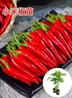 红色小米椒苗尖辣椒苗种朝天椒指天椒幼苗春秋阳台盆栽蔬菜苗孑秧