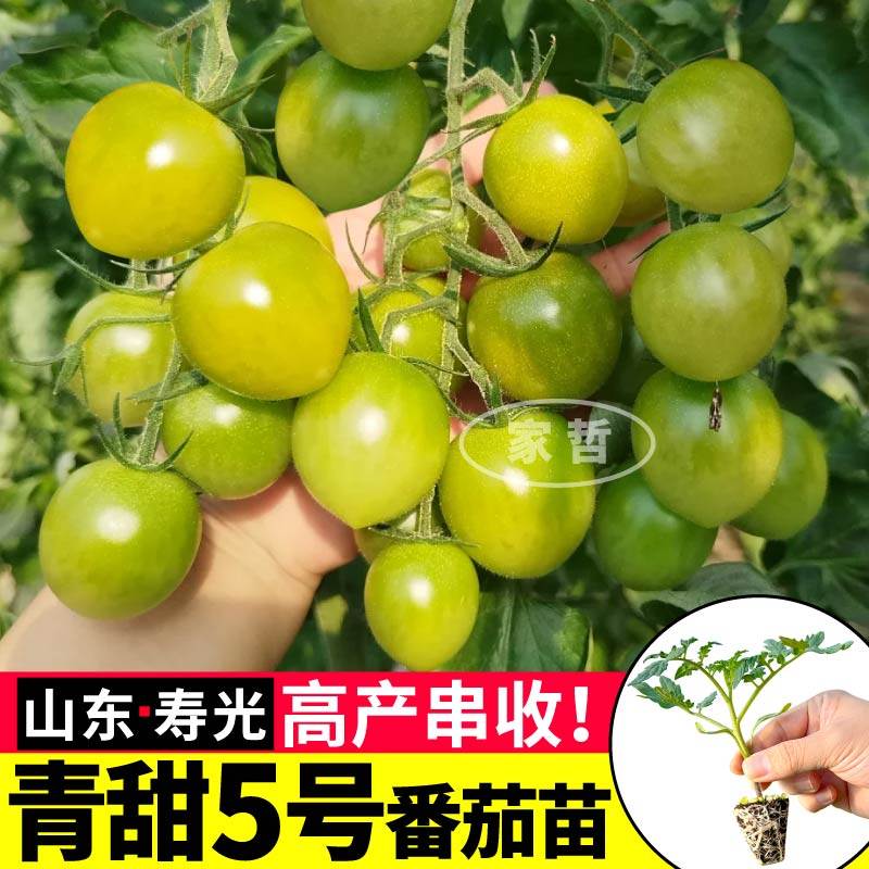 山东寿光青甜5号苗秧绿宝