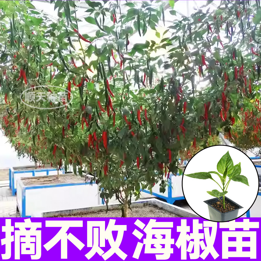 高产香辣海椒秧苗美人种子