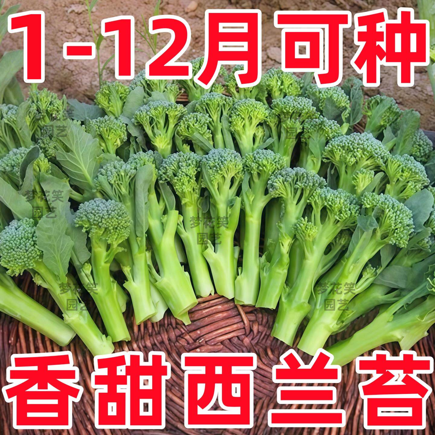 正宗西兰苔种子绿四季洋芥