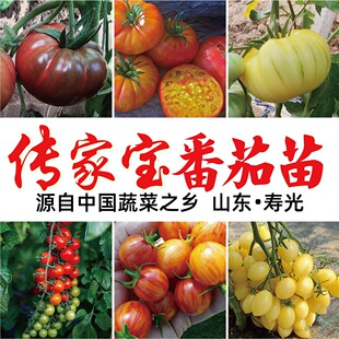 传家宝番茄苗老品种西红柿圣女果秧苗小菜园家庭阳台种植可自留籽