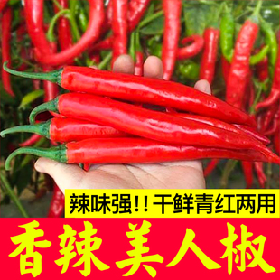 寿光香辣美人椒苗秧带土球四季春秋盆栽辣椒树苗海椒种子青红线椒