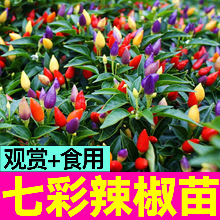 山东寿光七彩五多辣椒秧苗