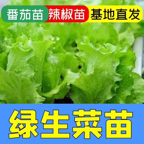 正宗绿生菜苗子阳台盆栽
