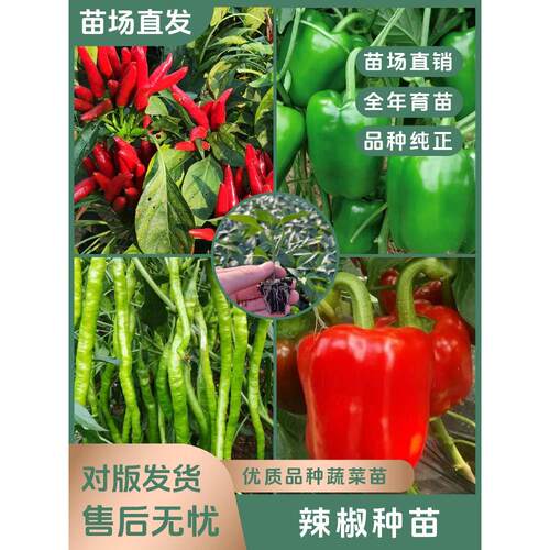 辣椒种子苗秧各朝天菜小米