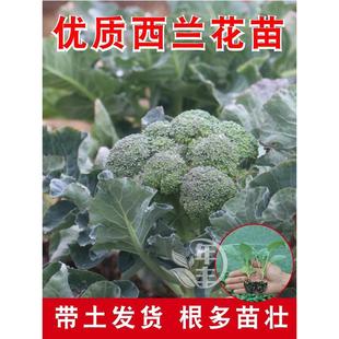 早熟西兰花苗秧甜杆西兰苔苗种子水培花椰菜苗青花菜苗菜花花菜苗
