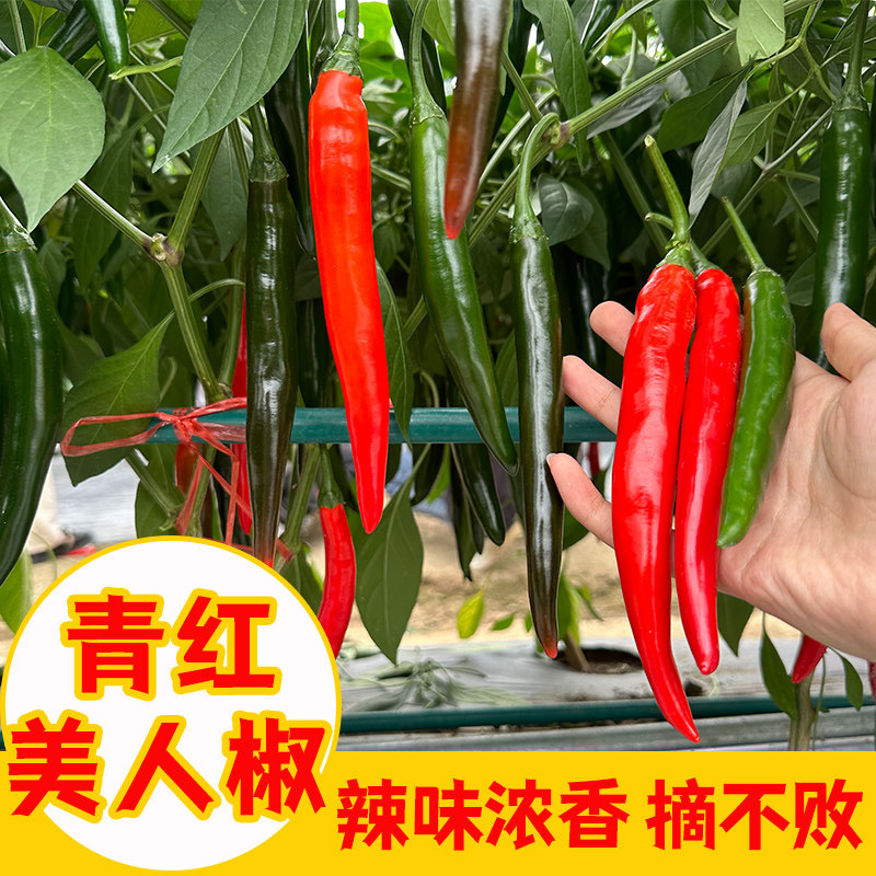 香辣美人椒苗子大树红尖种