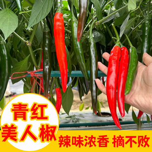 香辣美人椒苗子大树红尖椒红辣椒种子特香辣四季盆栽菜种苗种籽