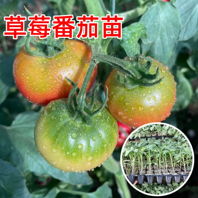 草莓番茄苗秧苗水果口感番茄子幼苗铁皮绿腚四季播种山东蔬菜苗