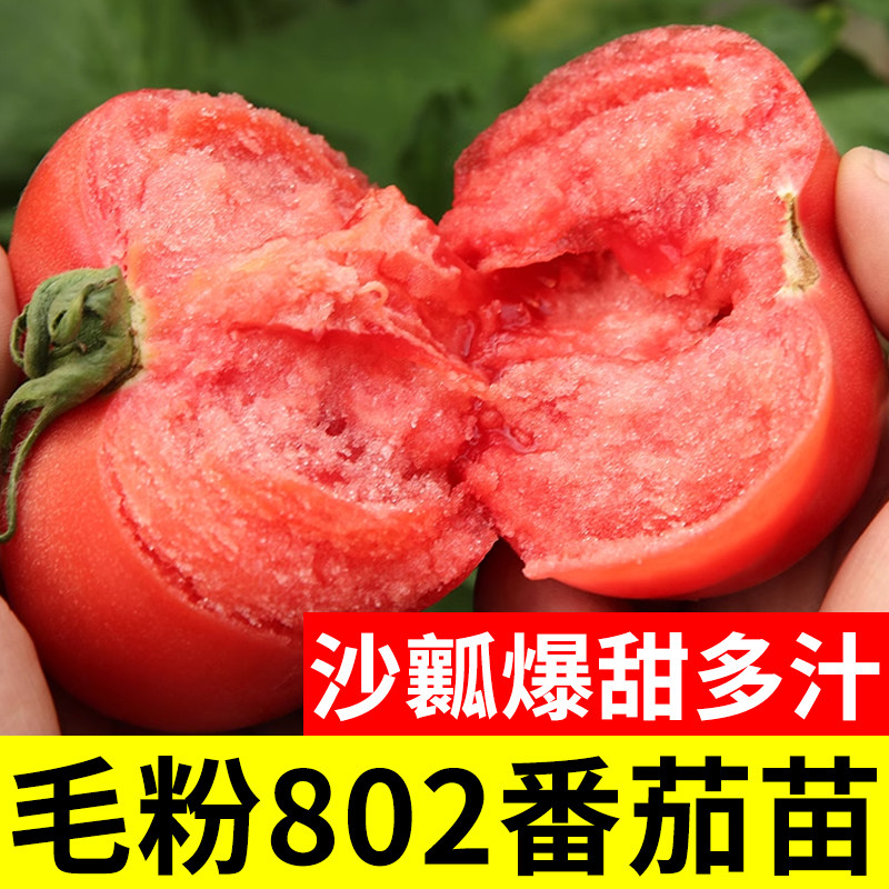 毛粉802番茄种子大果西红
