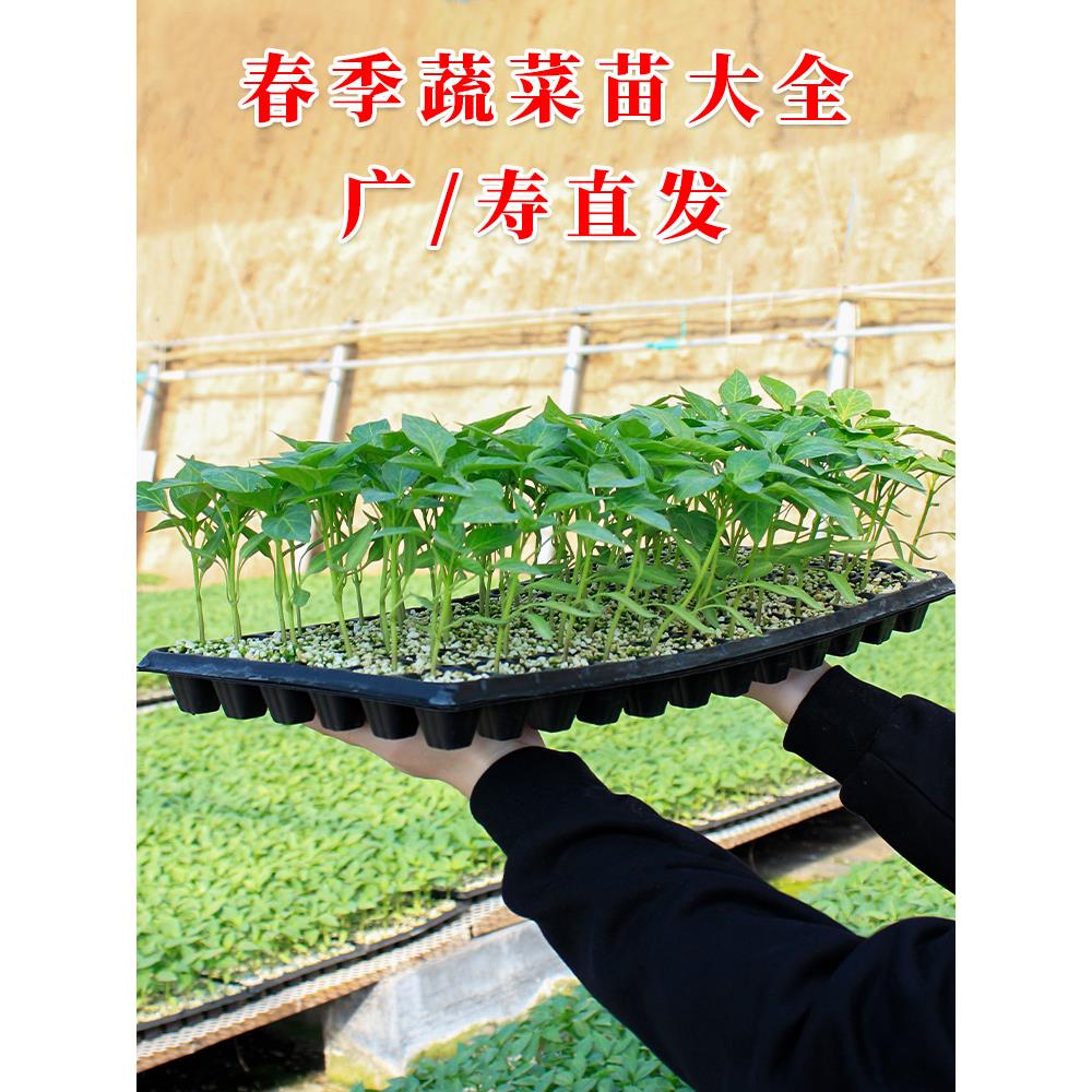 广东菜苗番茄子秧丝瓜西红