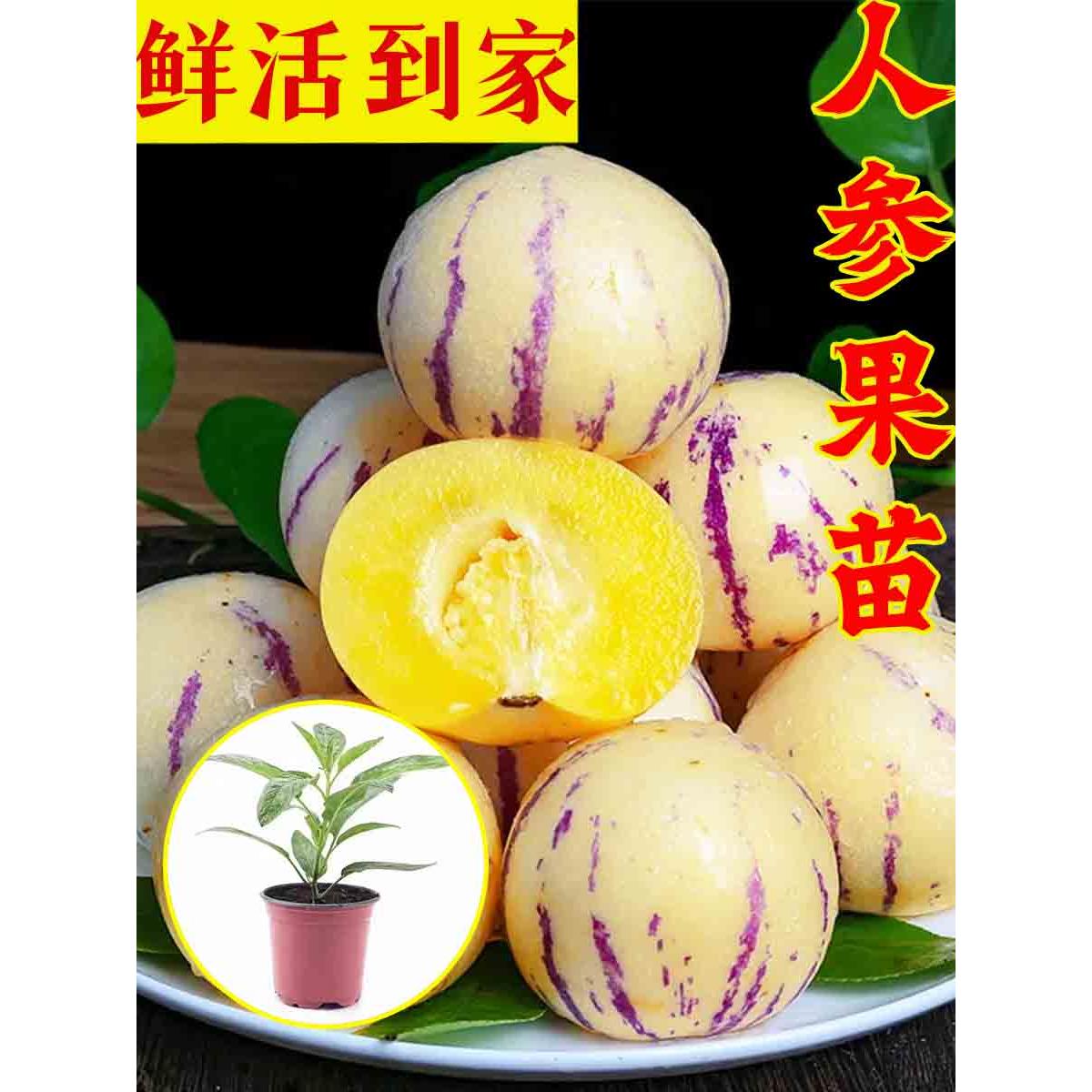 寿光人参果秧苗高产四季种