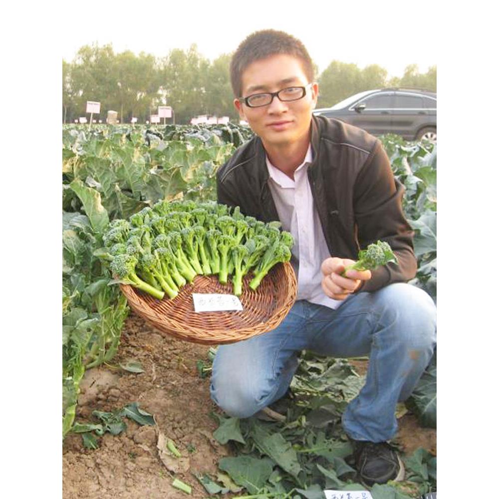 西兰苔种子孑籽苗花芥蓝菜