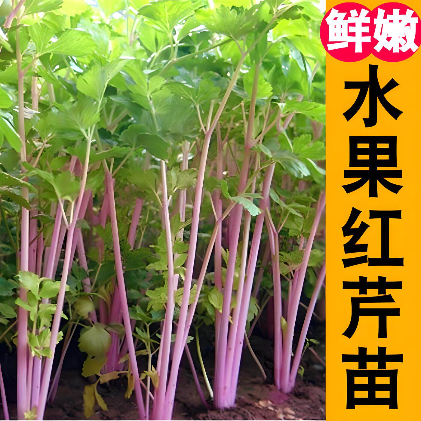 【寿光红芹苗】小香根白秧