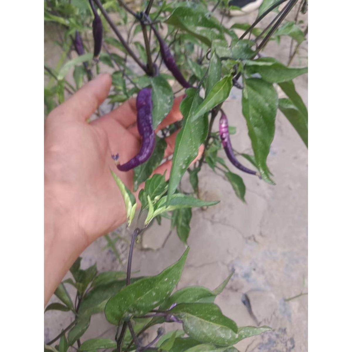 紫色卡宴蓝线椒香辣苗蔬菜