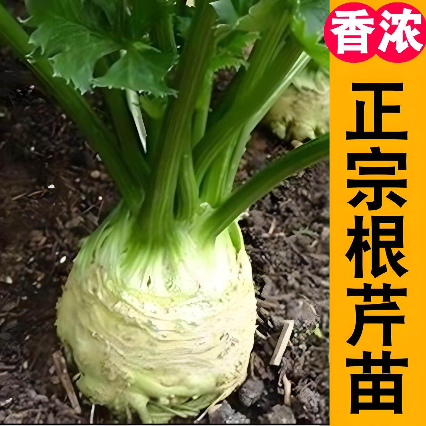 【寿光根芹苗】小香红白秧