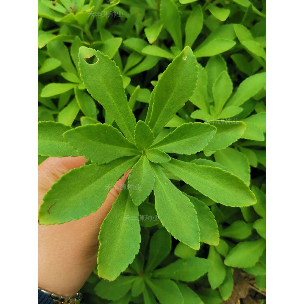 救心菜种苗盆栽食用蔬菜四季种植养心菜苗救心草费菜田七景天三七