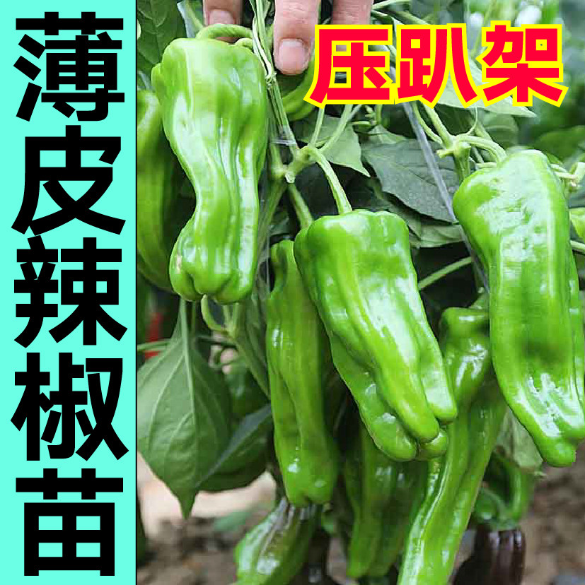 寿光压趴架大果薄皮辣椒秧