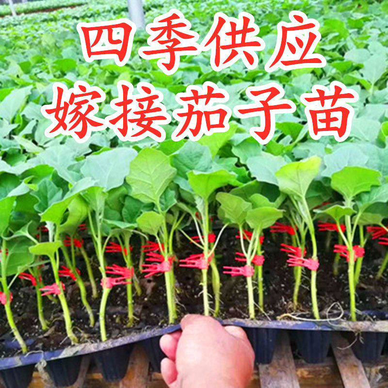 嫁接茄子苗圆长线烧烤王紫