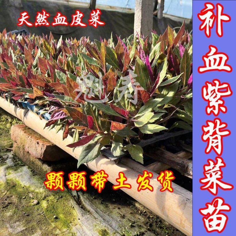 紫背天葵苗种子籽孑红菜观