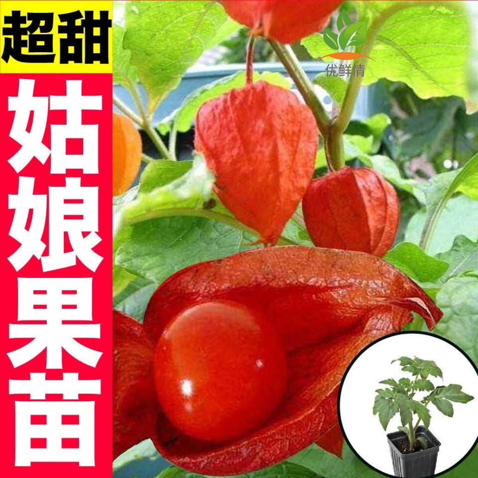 东北姑娘果苗灯笼种子孖红