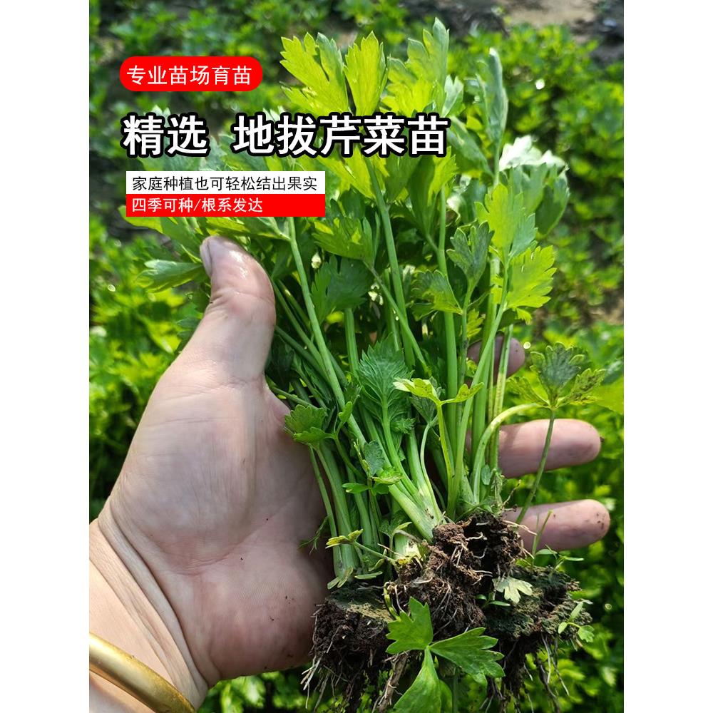 地拔芹菜苗大规格香秧优质