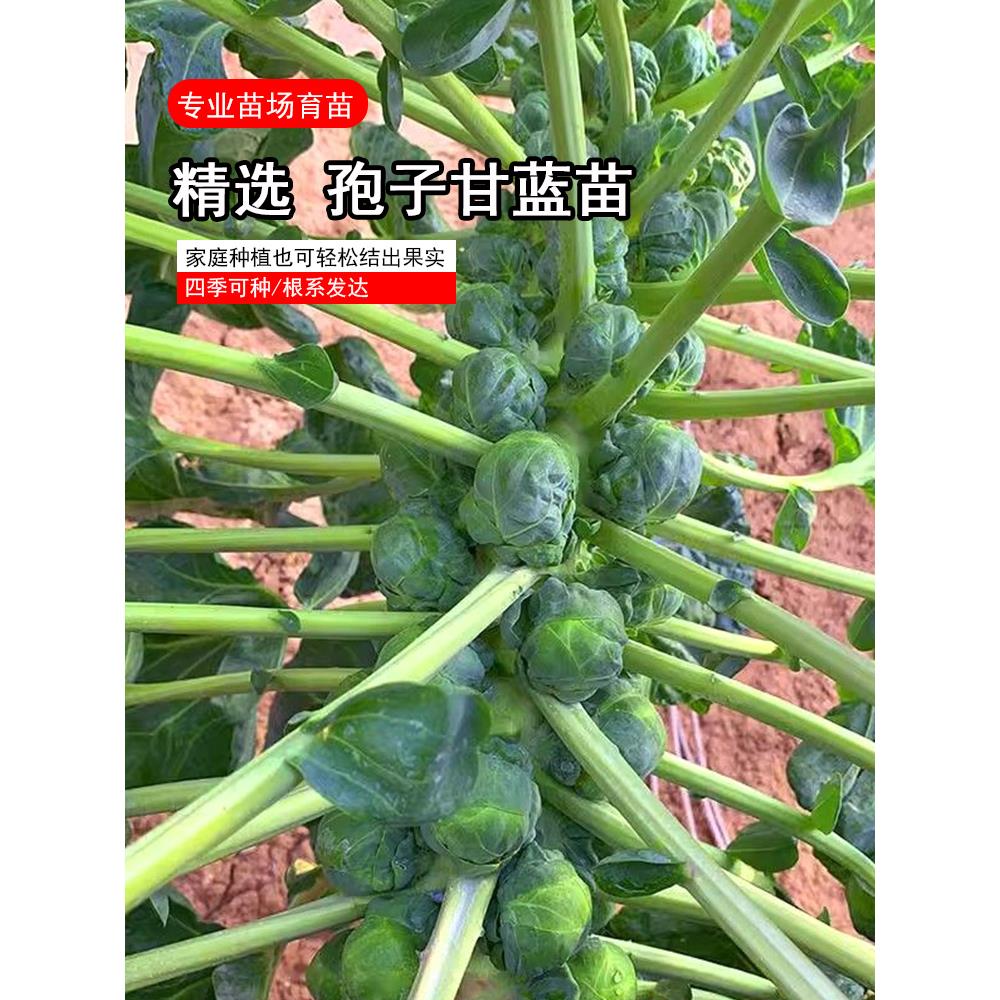 孢子甘蓝菜种苗包心抱兰小