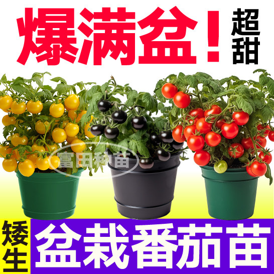 寿光红黄黑矮生番茄苗秧爆