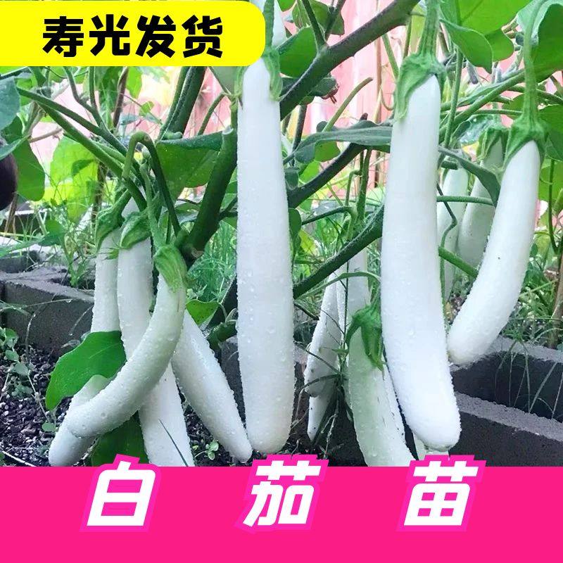 甜糯白玉长茄子秧苗带土球绿长茄紫黑长茄线茄竹丝茄种子四季盆栽