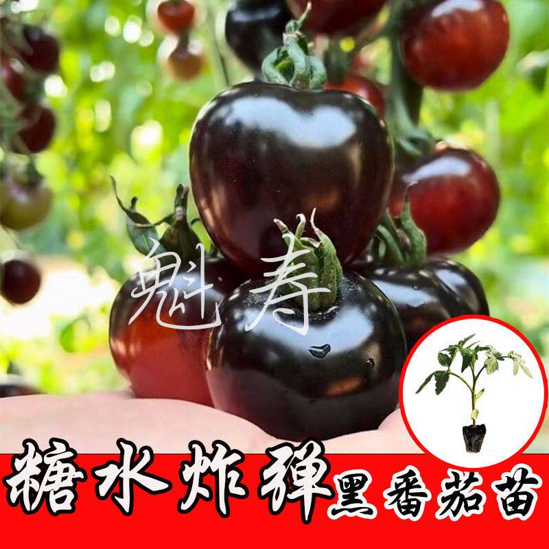 黑骑士樱桃番茄种苗四季西