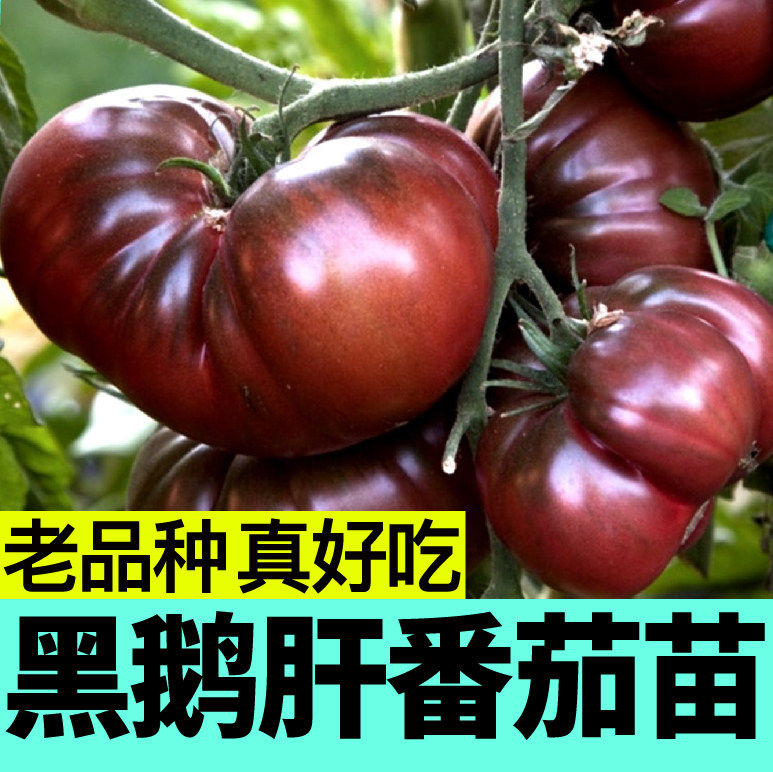 老品种黑鹅肝番茄苗秧马蹄
