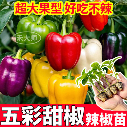 超大果五彩甜椒辣苗秧好吃