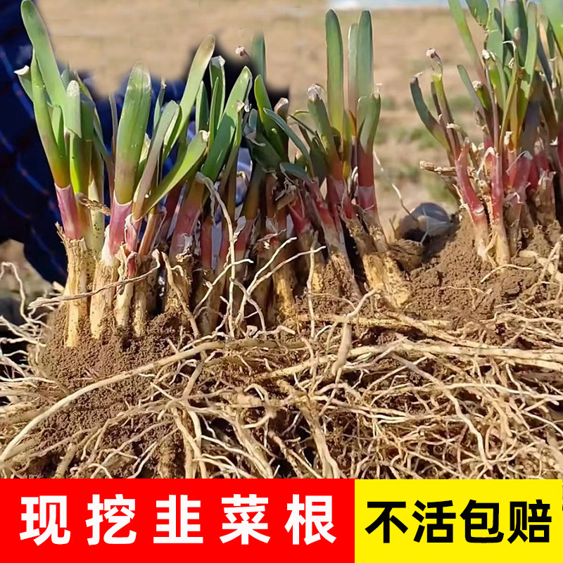 四季紫根韭菜苗宽叶红本地