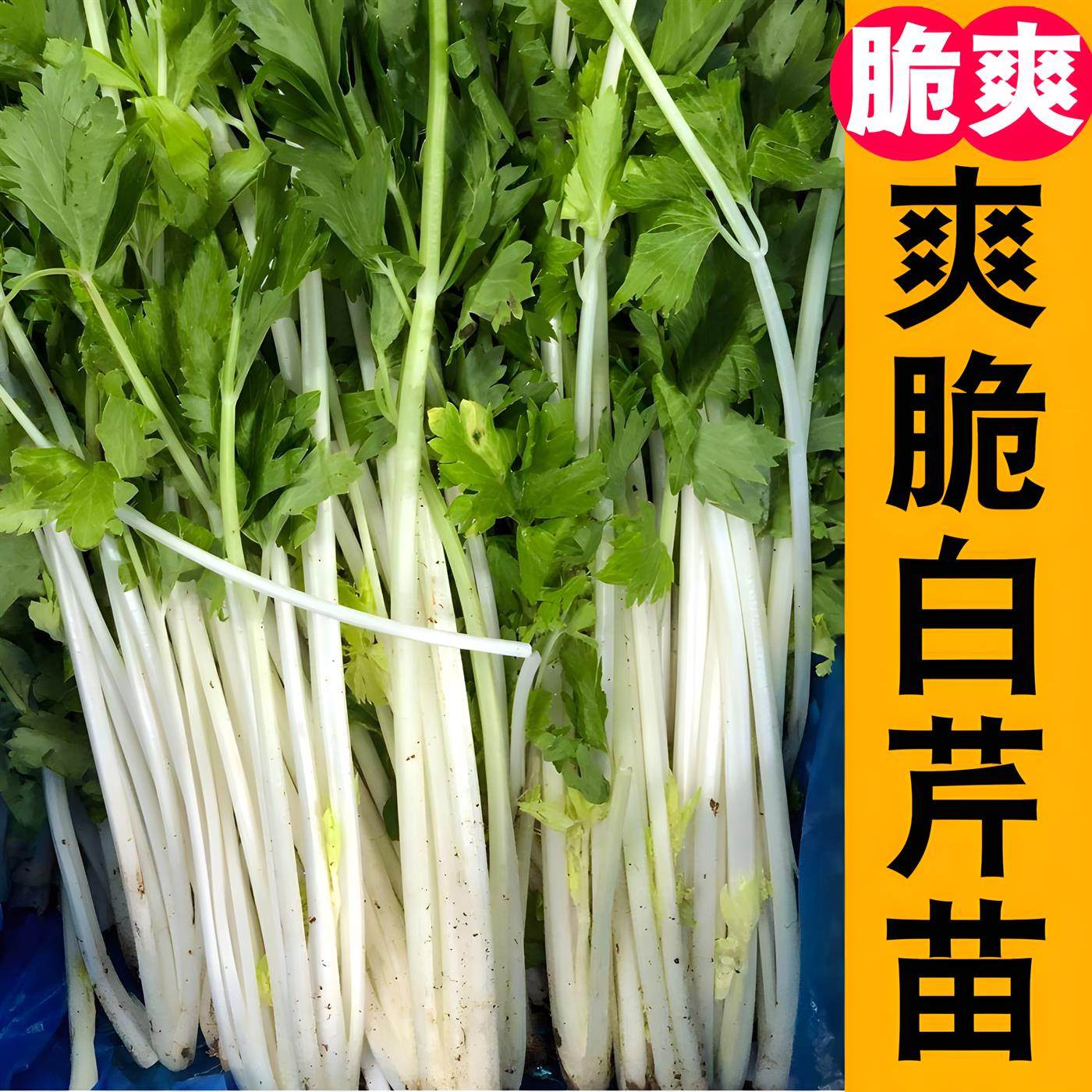 【寿光白芹苗】小香根红秧