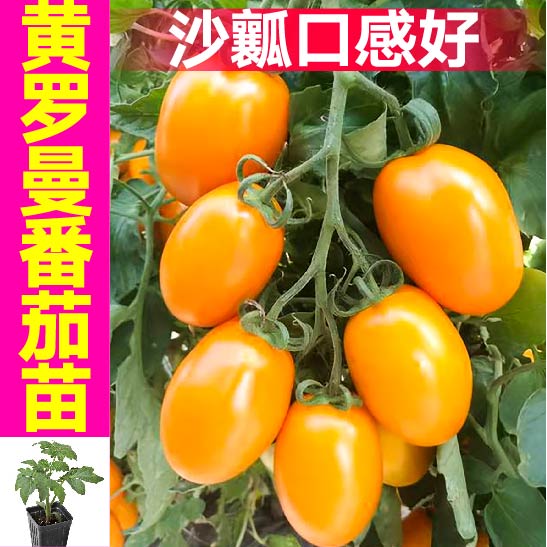 寿光沙瓤黄罗曼番茄苗秧串