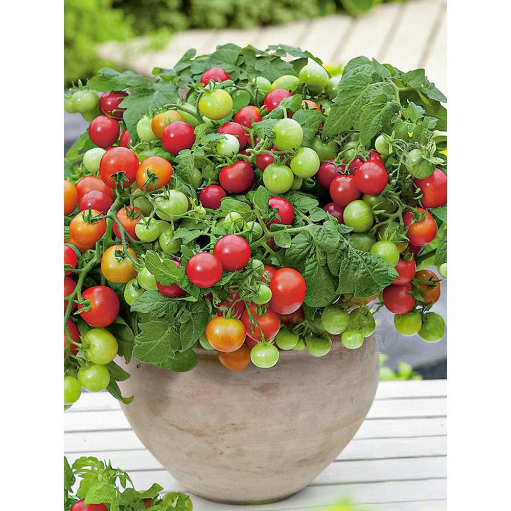 矮生盆栽千禧小番茄种子籽