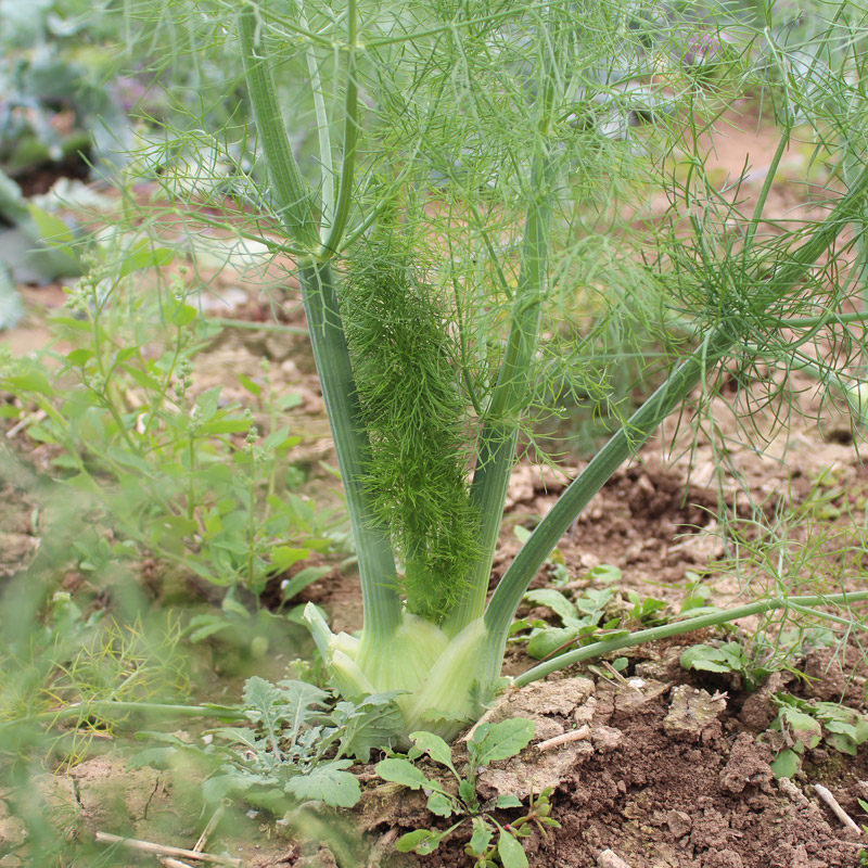 球茎茴香种籽结小菜子四季