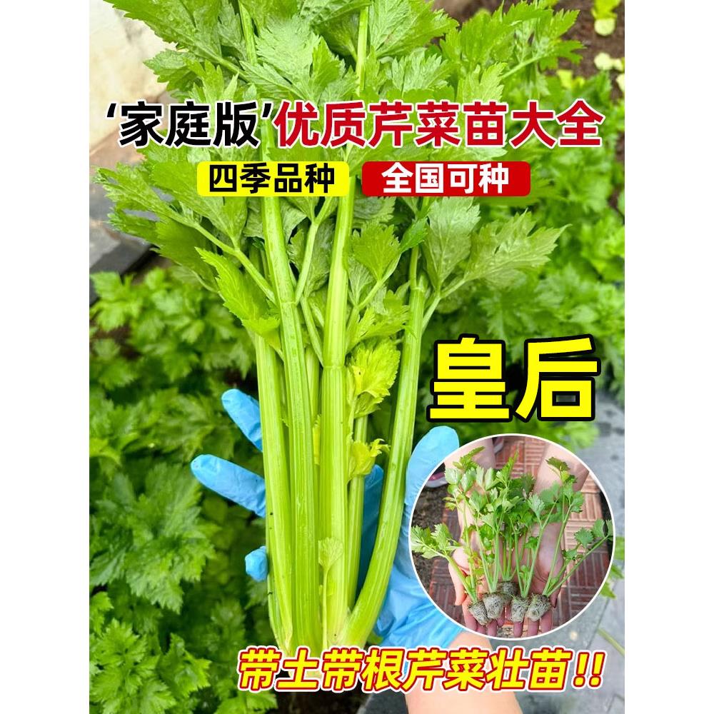 皇后西芹秧苗四季菜小香蔬