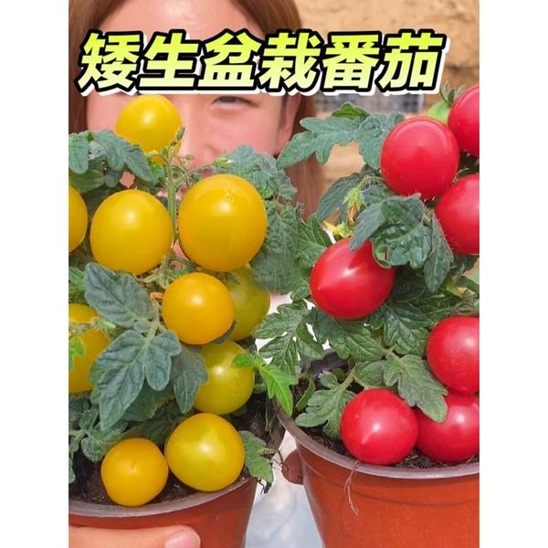 矮生盆栽番茄种子草莓蔬菜种孑苗樱桃小西红柿圣女果四季春阳台籽