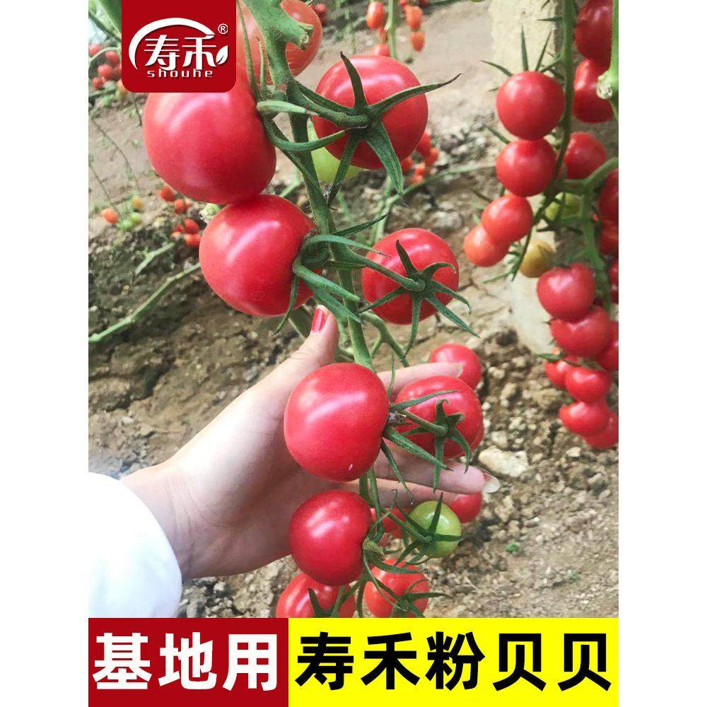 粉贝小番茄圣女果种子盆栽