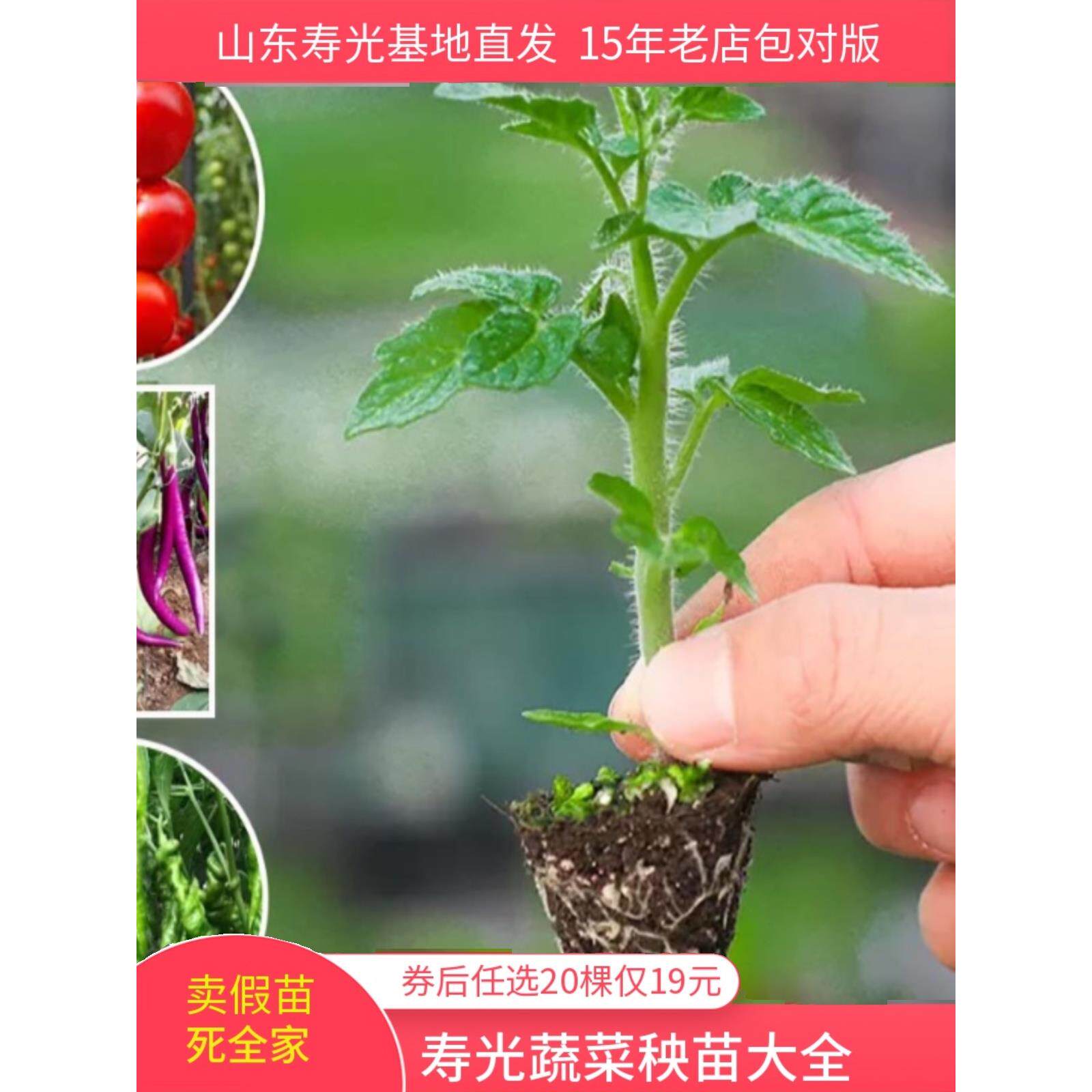新品种寿光蔬菜秧苗番茄辣