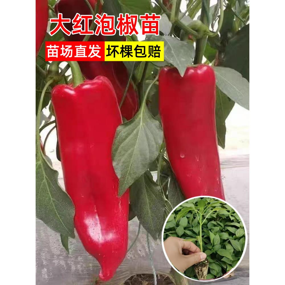 大红泡椒辣苗种子港幼四季
