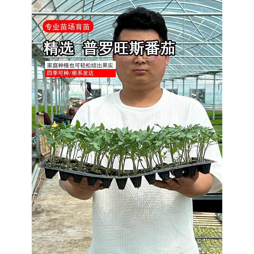 普罗旺斯番茄苗沙巍西红柿