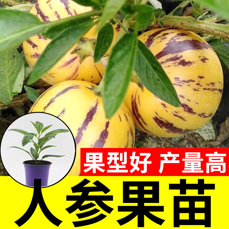 人参果生孑树水种子苗四季